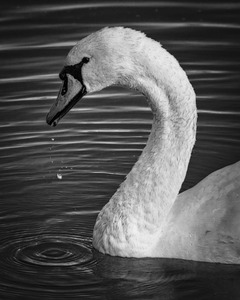 FS230602 SWAN