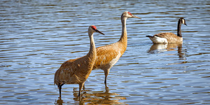 FS230702 Sandhill Cranes