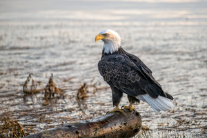 FS231008 EAGLE