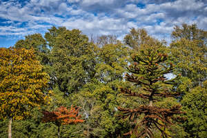 FS231104 SHADES OF TREES