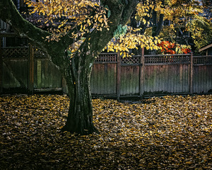 FS231114 Tree In The Yard