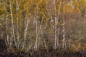 FS231123 Fall Into Forest