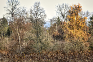 FS231127 Autumn Trees