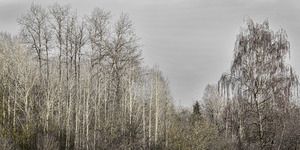 FS231127 DW  Trees In The Mist