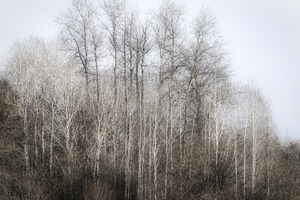 FS231127 Misty Trees
