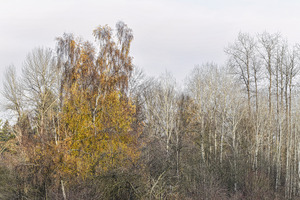 FS231127 Trees In Fog