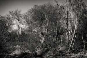 FS240318BW