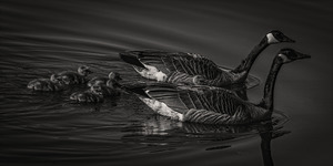 FS240422 GEESE FAMILY