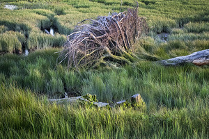FS240514 Fallen Tree on Gilbert Beach