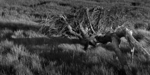 FS240518 Fallen Tree BW