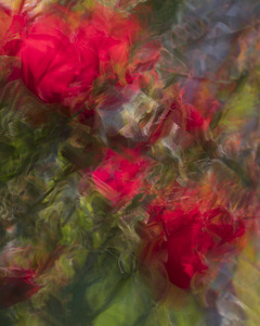FS240615 Abstract Roses