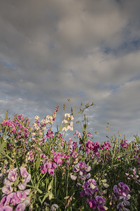 FS240702 Wild Flowers