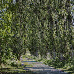 FS240702  THE TRAILS