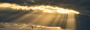 GEESE AND DOVE
