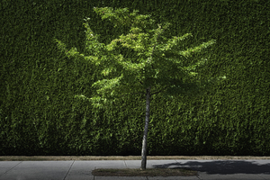 GREEN CITY