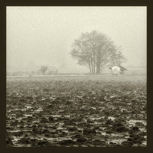 Morning Fog