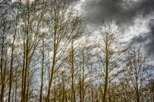REFLECTIONS OF LIFE 2017 HDR