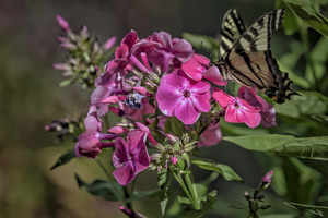 SPRING FLOWER AND BUTTERFLY
