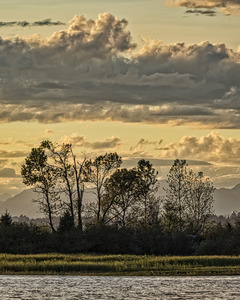 Shadows of Trees On Swishwash Island