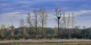 FS240405 Spring Trees on Shady Island 
