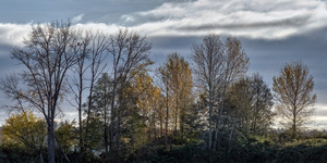 The Lonesome Eagle 孤獨的鷹