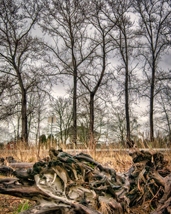 Trees In The Rain