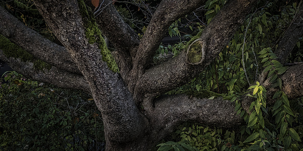 FS241203 A Tree Print