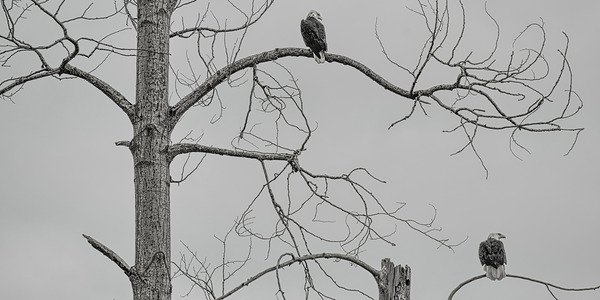 FS250209DBW TWO EAGLES HIGHKEY Print