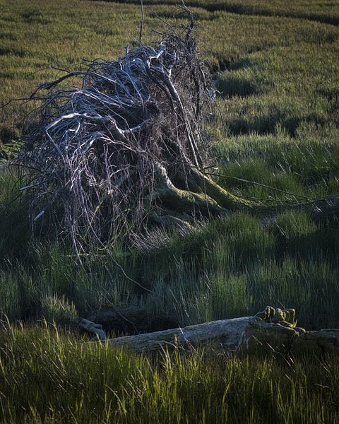 FS240430 ROOTS II Print