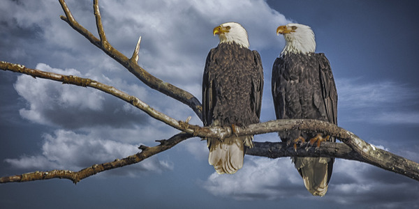 FS250211 PAIR OF EAGLES TWOGETHER 2 Print