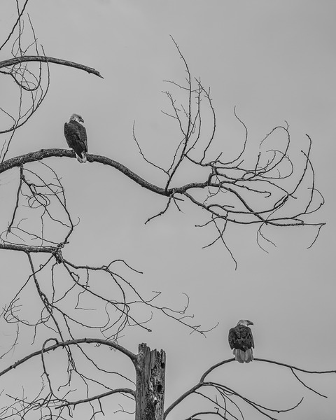 FS250209 TWO EAGLES TWOGETHER BW Print