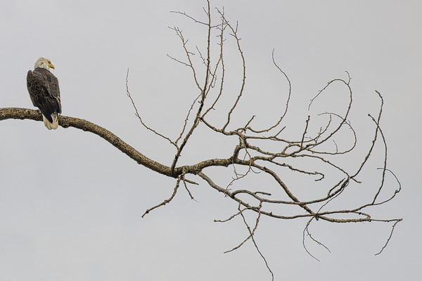 FS250209 AN EAGLE ON TREE CT2 Print