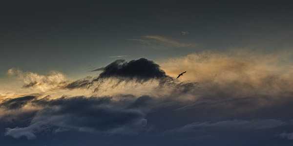 FS250201 FREE AS THE WIND Print