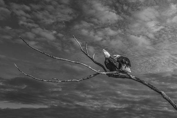 FS250211 EAGLES TWOGETHER BW2 Print