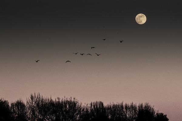 FS250211 MOONRISE Print