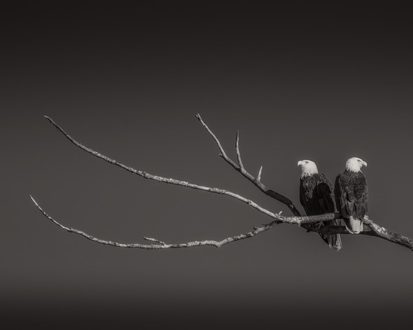 FS250211 EAGLES TWOGETHER B4 Print