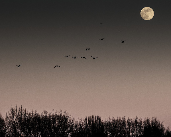 FS250211 MOONRISE 810 Print