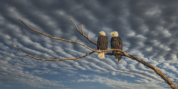 FS250211 EAGLES DW Print