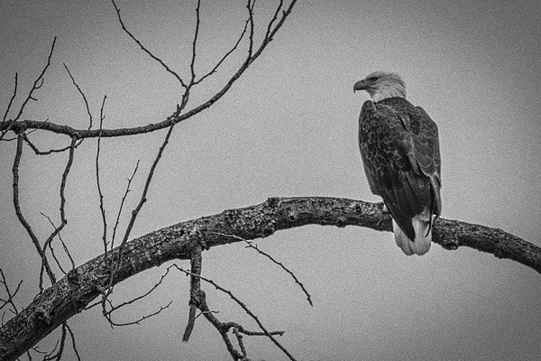 FS250209 ANTIQUE BW Print