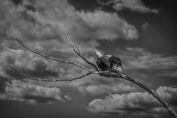 FS250211BW EAGLES CALLING Print