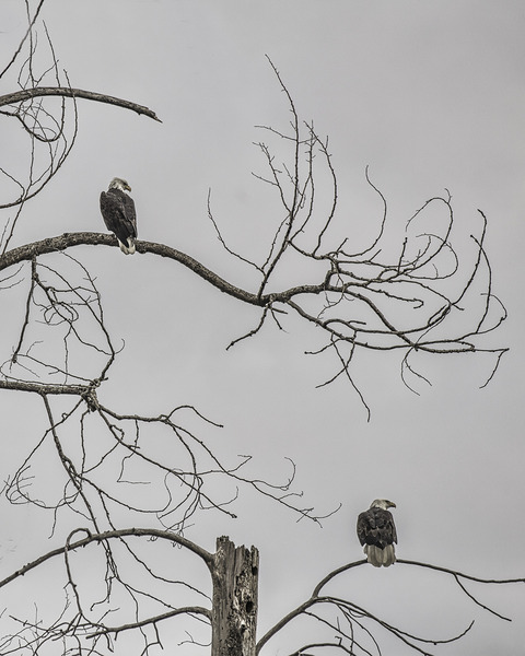 FS250209 EAGLES EKTAR 100 Print