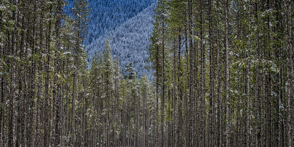 Chilliwack Lake Provincial Park by FOTOSQUARES COM