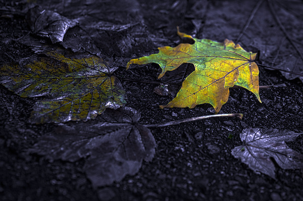 FALLEN LEAVES Print