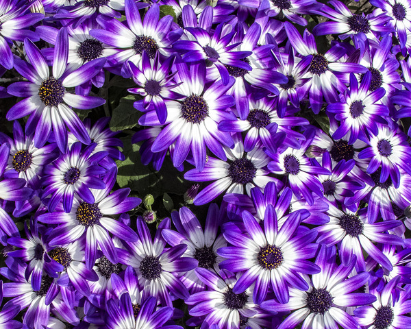 FLORA Print