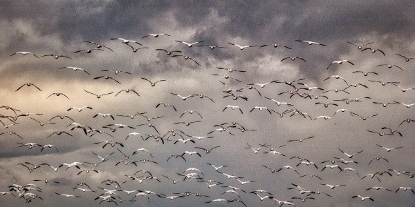 Geese Print