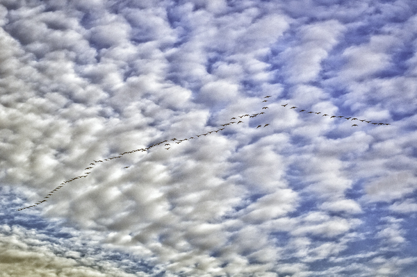 Snow Geese Print