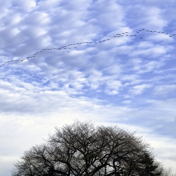 Snow Geese Print