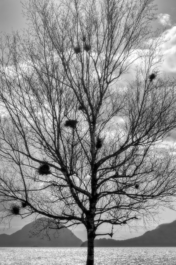 FS130323BW Print