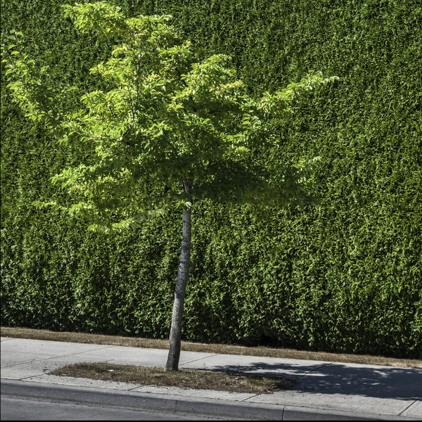 FS130729S Print