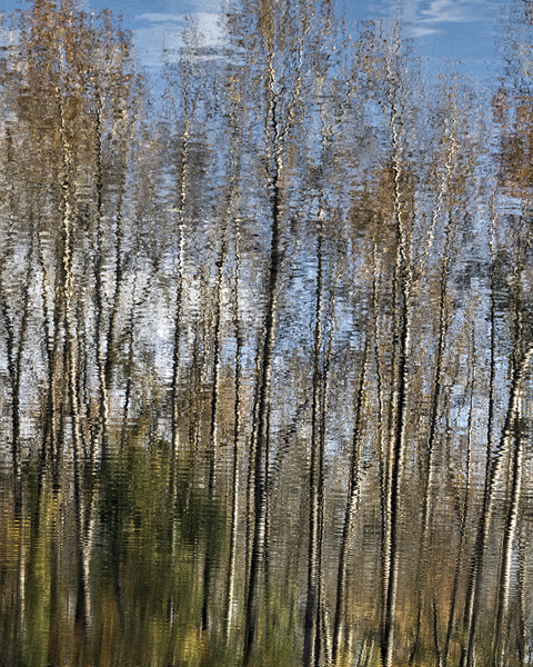 FS201107  TREE REFLECTION Print